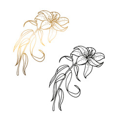 Monochrome and golden lily isolated on white background.Hand drawn black and white flower.Vector illustration.For greeting card and wedding invitation, birthday,Valentines day, mothers day and others.