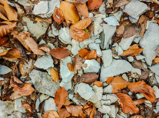 Autumn texture: yellow fallen leaves and stones. Close-up
