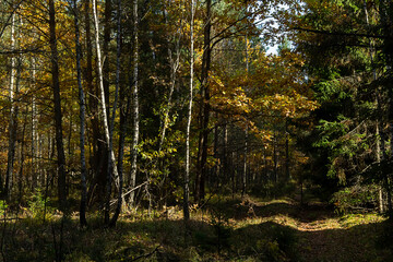 Fototapeta na wymiar Sunlight in mixed autumn forest