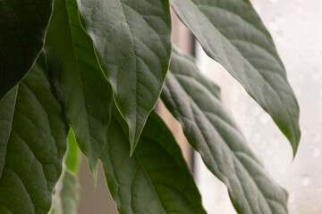 Leaves of young avocado trees in a pot on a windowsill close-up. Green house plant.