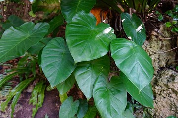 沖縄県宮古島　クワズイモ　葉　群
