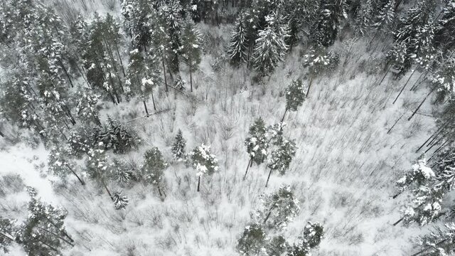 Drone shot flying on winter forest,  aerial bird-eye view.
