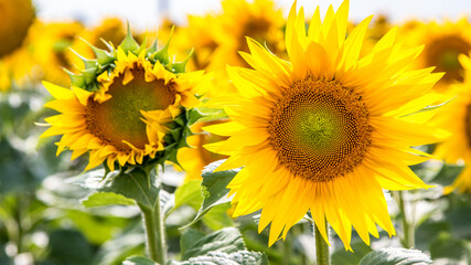 Blooming sunflowers natural background, close-up.