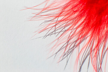 Fluff of red feather bird close up