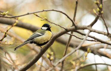 Obraz na płótnie Canvas Tomtit, small yellow/black bird, wildlife nature