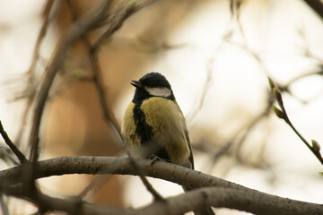 Spotted tomtit/woodpecker, close up portrait