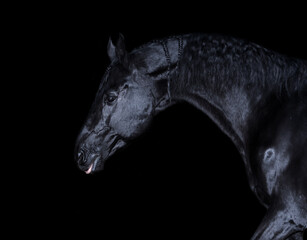 art portrait of beautiful black horse  around black background. chic and glamour equestrian concept