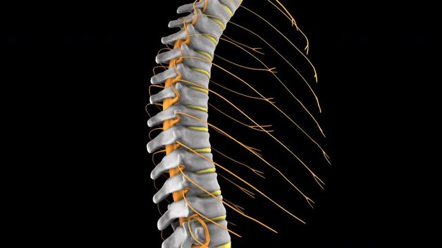 Human spine with spinal cord, 3d animation, isolated on black background