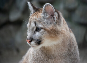 Portrait of a lynx kitten closeup