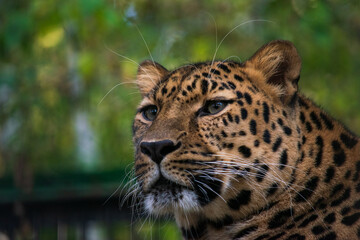 Leopard close up portrait