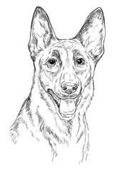 Belgian shepherd dog vector hand drawing portrait vector