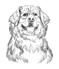 Bernese mountain dog vector hand drawing portrait vector