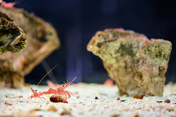 Red prawn on sand in aquarium.