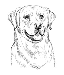 Labrador retriever dog vector hand drawing vector portrait