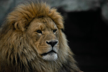 Obraz na płótnie Canvas Male lion portrait closeup