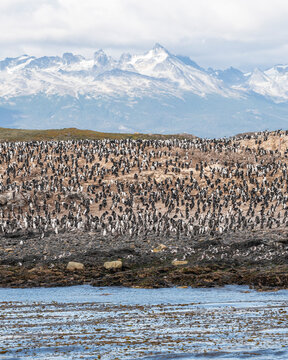 View of a large flock of Cormorant on the rocks near the Ushuaia international airport, Tierra del Fuego, Patagonia, Argentina.