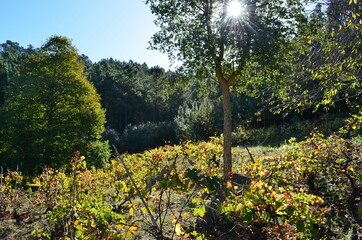 Vigne ensoleillée