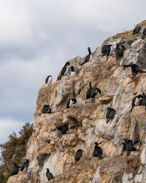 View of a large flock of Cormorant on the rocks near the Ushuaia international airport, Tierra del Fuego, Patagonia, Argentina.