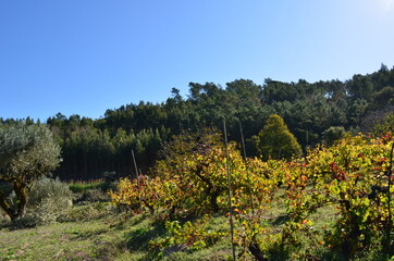 Fototapeta na wymiar Vigne Portugaise entourée de forêt