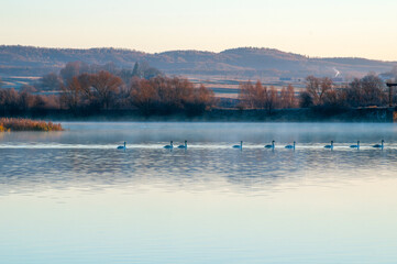 white swans at sunrise under colorful sky