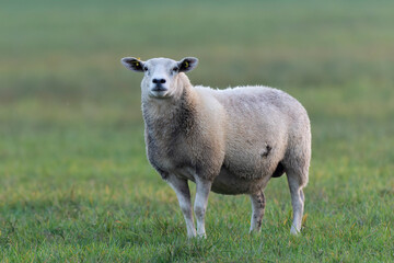 Naklejka premium grazing sheep on farmland, looking at camera