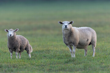 grazing sheep on farmland, looking at camera