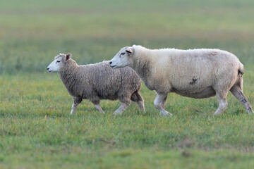Fototapeta premium grazing sheep on farmland, looking at camera