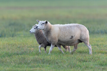Naklejka na ściany i meble grazing sheep on farmland, looking at camera