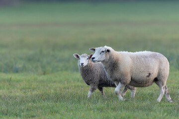 Fototapeta premium grazing sheep on farmland, looking at camera