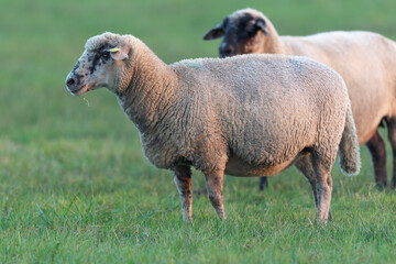 grazing sheep on farmland, looking at camera
