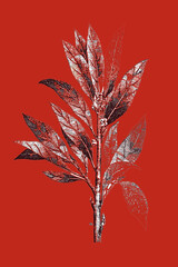 Liście na czerwonym tle. © elisabeth3