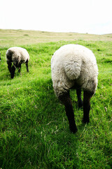 Sheep