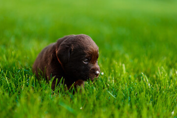 dog on grass