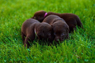 puppies in grass