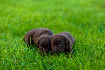 puppy in grass