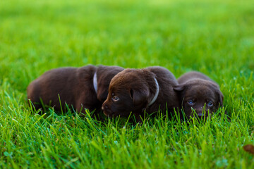 labrador retriever puppy