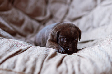 puppy sleeping on the bed