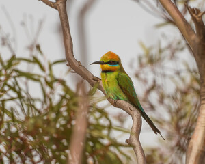 A striking, colourful medium sized bird, with a long slim curved bill and a long tail with distinctive tail-streamers, known as a Rainbow Bee-eater (Merops ornatus).