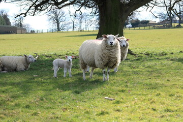 Obraz premium Baby sheep 