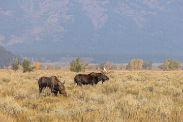 Fototapeta na wymiar Bull and Cow Moose Rutting in Autumn in Wyoming