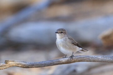 A small grey-brown robin with a faint pale eye-line and white underbody known as Jacky Winter (Microeca fascinans).