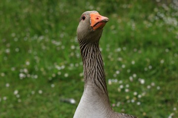 Duck with orange nose