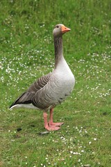 Duck with orange nose