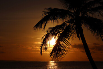 Naklejka na ściany i meble Black silhouette of coconut palm tree on sea and sunset sky background. Tropical beach, sun in shining through palm leaves, paradise nature