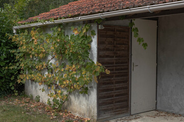 Building with grape vine on the side