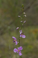 The flower of the Australian native plant known as a Chocolate Lily (Arthropodium strictum).