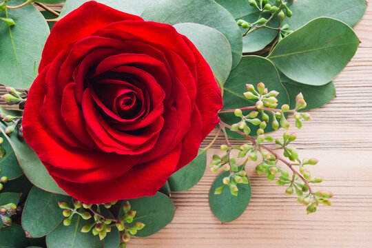 Red Rose with Eucalyptus on Cedar Background