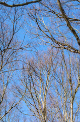 Tree branches. Branches without leaves. Trees against the blue sky.