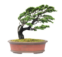 Bonsai tree isolated on white background with clipping path.