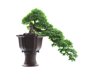 Bonsai tree isolated on white background with clipping path.